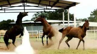 Texas Horse Fight [upl. by Glennie]