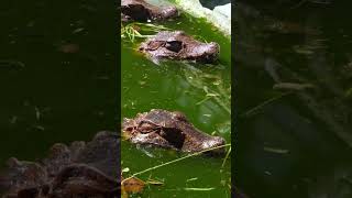 les caïmans 🦎🐊shorts video [upl. by Jeuz]