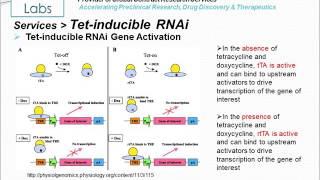 Tetracyclineinducible RNA Interference [upl. by Eiramanna952]