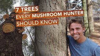 7 Trees Every Mushroom Hunter Should Know [upl. by Beatrice]