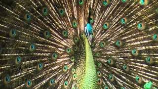 Displaying Green Peafowl [upl. by Daniala]