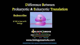 10 Differences between Prokaryotic and Eukaryotic Translation Subtitled [upl. by Aina48]