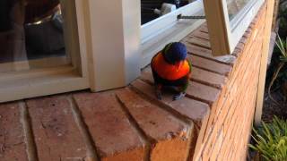 Rainbow Lorikeet talking sooky [upl. by Ahsekal]