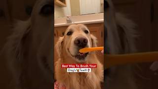 Best Way To Brush Your Dog’s 🦮 Teeth❓ [upl. by Gnoud]