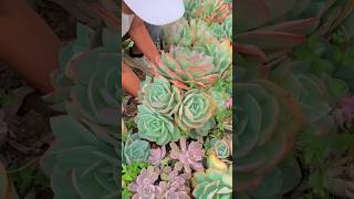 Harvest succulents  多肉植物  다육이들  Suculentas [upl. by Demmahom]