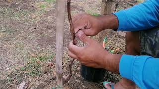 GRAFTING GRAPES AFTER 4MONTHS FROM PLANTING GRAFTING TECHNIQUE  ANOTHER GRAPES GRAFTING TECHNIQUE [upl. by Drawd]