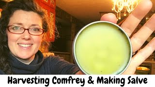 How to Harvest Comfrey and Making Comfrey Salve [upl. by Orlando]