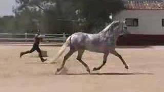 Andalusian PRE  Carthusian stallion  HORSESPRECOM [upl. by Gracia]