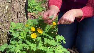 Celandine Poppy video [upl. by Ynatil]