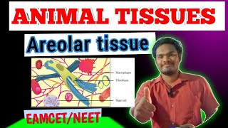 Areolar tissueareolar connective tissue by sagar zoology SAGAR12695 [upl. by Yesiad]