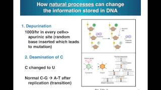 Deamination Irradiation [upl. by Sands]