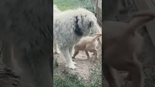 😉 I just wanted to get my dog a dog goldenretiever greatpyrenees doglover dogbrothers pets [upl. by Htebesile]