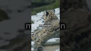 10 Amazing Facts About Snow Leopards You Didnt Know ❄️🐆 [upl. by Lourie479]