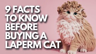 Thinking of Buying a LaPerm Cat Dont Miss These 9 MustKnow Secrets [upl. by Elik]