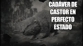 Red Dead Redemption 2 – ¿Cómo conseguir un cadáver de castor en perfecto estado Beaver Carcass [upl. by Jaehne403]