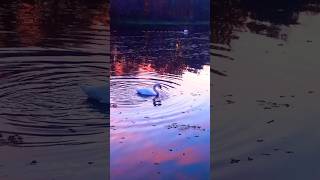 Swan in the bathtub 🦢💫 nature birds swan labedzie ptaki [upl. by Jobye]