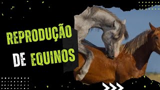 Como é a Reprodução das Éguas [upl. by Indihar76]