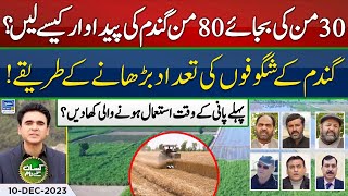 How to increase wheat tillage  Wheat first irrigation plan  Kissan Kay Naam  EP 46  10 Dec 2023 [upl. by Erine887]