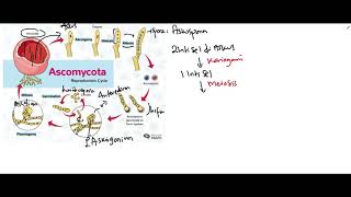 Reproduksi Ascomycota [upl. by Asirralc555]