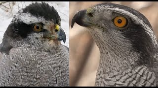 Falconry American goshawk vs Eurasian goshawk [upl. by Acinorrev]