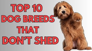 TOP 10 NON SHEDDING DOG BREEDS 2024 [upl. by Gabrielli552]