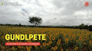 Gundlupet Sunflower Field Karnataka  Short Video by Indian Globetrotting 9  Incredible India [upl. by Charmane239]