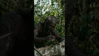 Apocalypto 2006  Best movies scene  2 shorts Trending Viral Cinematic [upl. by Aramot]