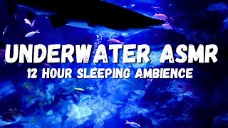 Underwater Sleeping ambience Shark ASMR This is your time to Relax [upl. by Anael432]