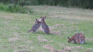 Wallaby small kangaroo Fight [upl. by Yerfej]