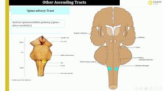 Ascending tracts Spino olivary tract spino tectal tract amp spino reticular tract 3\3 [upl. by Ylrebmik]