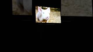 Charlottes Web 2006  Trailer 1 HD [upl. by Walcoff]