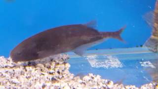 Freshwater Dolphin Fish [upl. by Bremser]