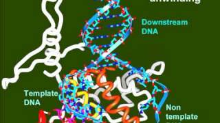 T7 RNA Polymerase [upl. by Nnaeirelav232]