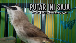 trucukan gacor ROPEL PANJANG buat pancingan trucukan agar bunyi JADIKAN burung trucuk gacor EMOSI [upl. by Mccowyn]