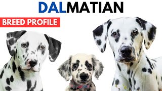 Dalmatian Dog Breed Profile History  Price  Traits  Dalmatian Dog Grooming Needs  Lifespan [upl. by Dnomso392]