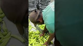 chili pepper export romania shortsfeed farmerslife agriculture viralvideo fruit [upl. by Claudius]