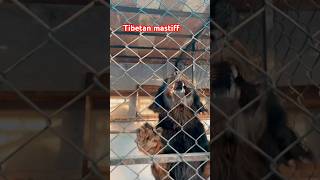 Tibetan mastiff in angry mood 😡  aggressive dogs tibetanmastiff dogs aggressive [upl. by Eneleh]