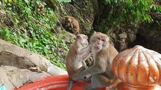 복길엄마 말레이시아 바투사원  원숭이 짝짓기  Batu Caves  Sri Shakti Temple [upl. by Stolzer]