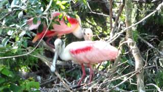 Roseate Spoonbills Roosting [upl. by Oetomit794]