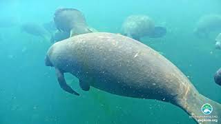 Homosassa Manatee Webcam Highlights  Under Water 3 [upl. by Hnamik895]