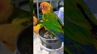 The Wild World of Kuwaiti Sun Conure Shops [upl. by Cerracchio]