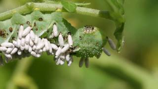 Tobacco Hornworm Parasitoids Emerge from their cocoons [upl. by Nwadahs666]