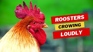 Roosters Roaring Urban Chicken Symphony [upl. by Adniroc816]