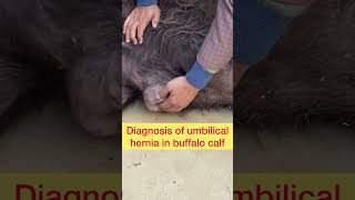 Diagnosis of umbilical hernia in buffalo calf l dr Umar khan [upl. by Eri]