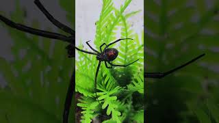 Latrodectus hesperus latrodectushesperus [upl. by Alberik]