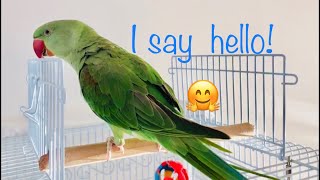 Baby Alexandrine Parrot Parakeet Bird Trying to Talk [upl. by Ita]