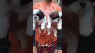 Top Quality Shihtzu Puppies Ghaziabad Lucky Paws Kennel [upl. by Tamar]