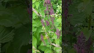 Flowers of our South Norfolk fields  Hedge Woundwort [upl. by Rochella]