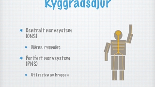 Nervsystem hos människan och olika djurgrupper [upl. by Kamaria]