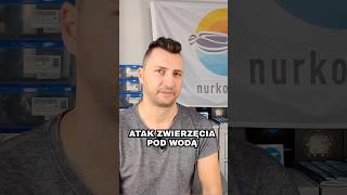 MITY onurkowaniu  4  ATAK ZWIERZĘCIA POD WODĄ 🦈 shorts nurkowanie mity onurkowaniu [upl. by Thurnau]